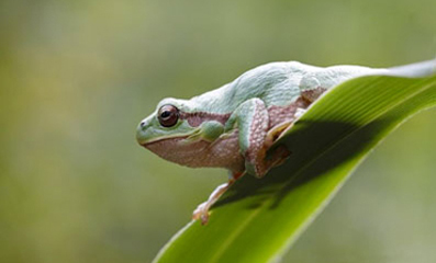 foto naturalistiche di animali