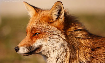 foto naturalistiche di mammiferi